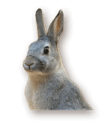 rabbit_3